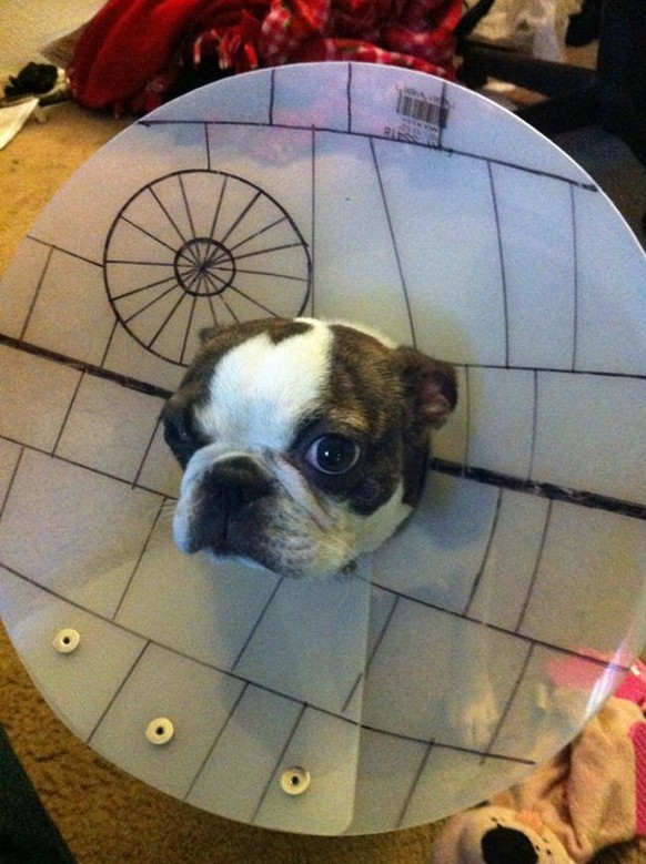 Hund Todesstern
Cute News
https://funnyfoto.org/these-pets-are-making-the-most-of-their-cones-funny-animal-pictures/2/