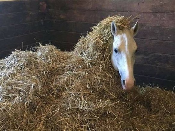 cute news animal tier pferd horse

https://www.pinterest.ch/pin/ATvGZAMNm11rkkWS6Gf8Ugo-VrYUhG3dCRgp5bpIgLr_IGtsd-kFOC0/