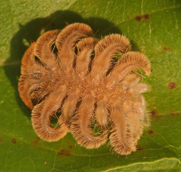 Phobetron pithecium (Monkey Slug), Raupe Oberseite 
Von Greg Dwyer - Eigenes Werk, CC BY-SA 2.5, https://commons.wikimedia.org/w/index.php?curid=1067302