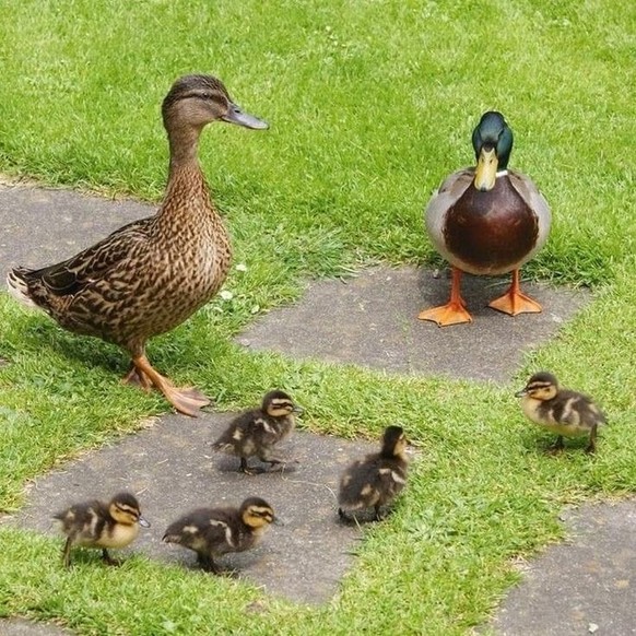 cute news tier enten

https://ch.pinterest.com/pin/23221754323921462/