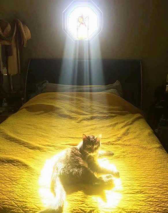 The Cat of Christ
Accidental Renaissance
https://www.reddit.com/r/AccidentalRenaissance/comments/1isfwa2/the_cat_of_christ/