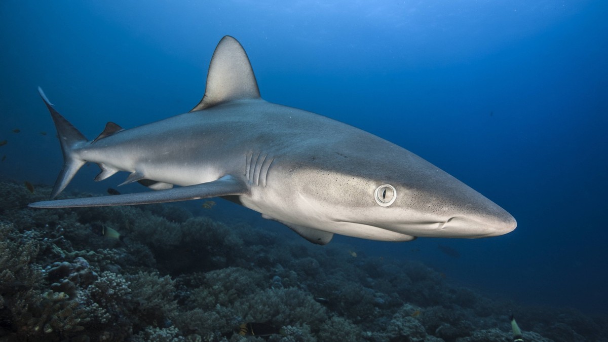 Galapagos shark Carcharhinus galapagensis in shallow waters, Bassas da India atoll, Mozambique channel. Indian Ocean PUBLICATIONxINxGERxSUIxAUTxONLY 1538072 JordixChias