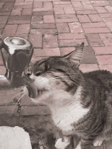 Animiertes GIF