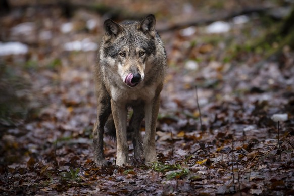 Ein Wolf im Wildnispark Langenberg, aufgenommen am Freitag, 8. Dezember 2023 in Langnau am Albis.Die Woelfe im Wildnispark Zuerich Langenberg stammen urspruenglich von Wildfaengen in den Karpaten ab u ...