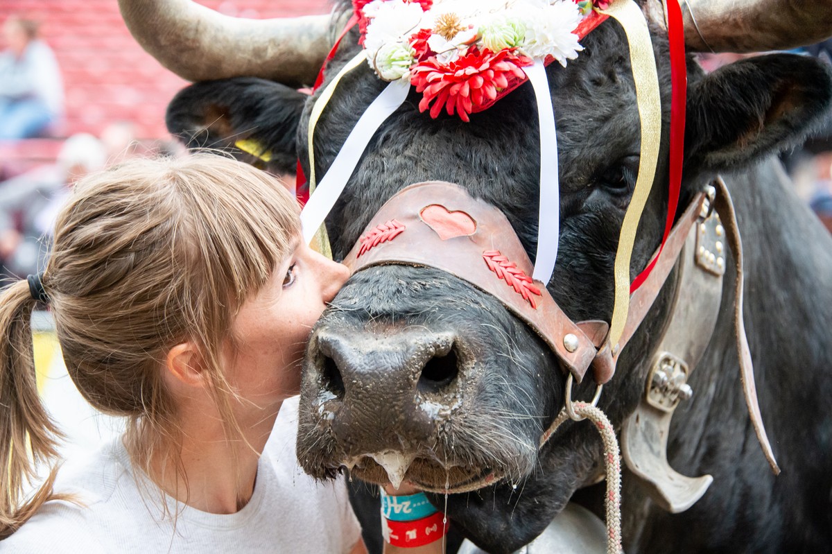 Mellissa Uttinger celebrates the victory of her cow "Faika"after the ultimate final round of the annual "Finale nationale de la race d'Herens" or "Herens national cow fig ...