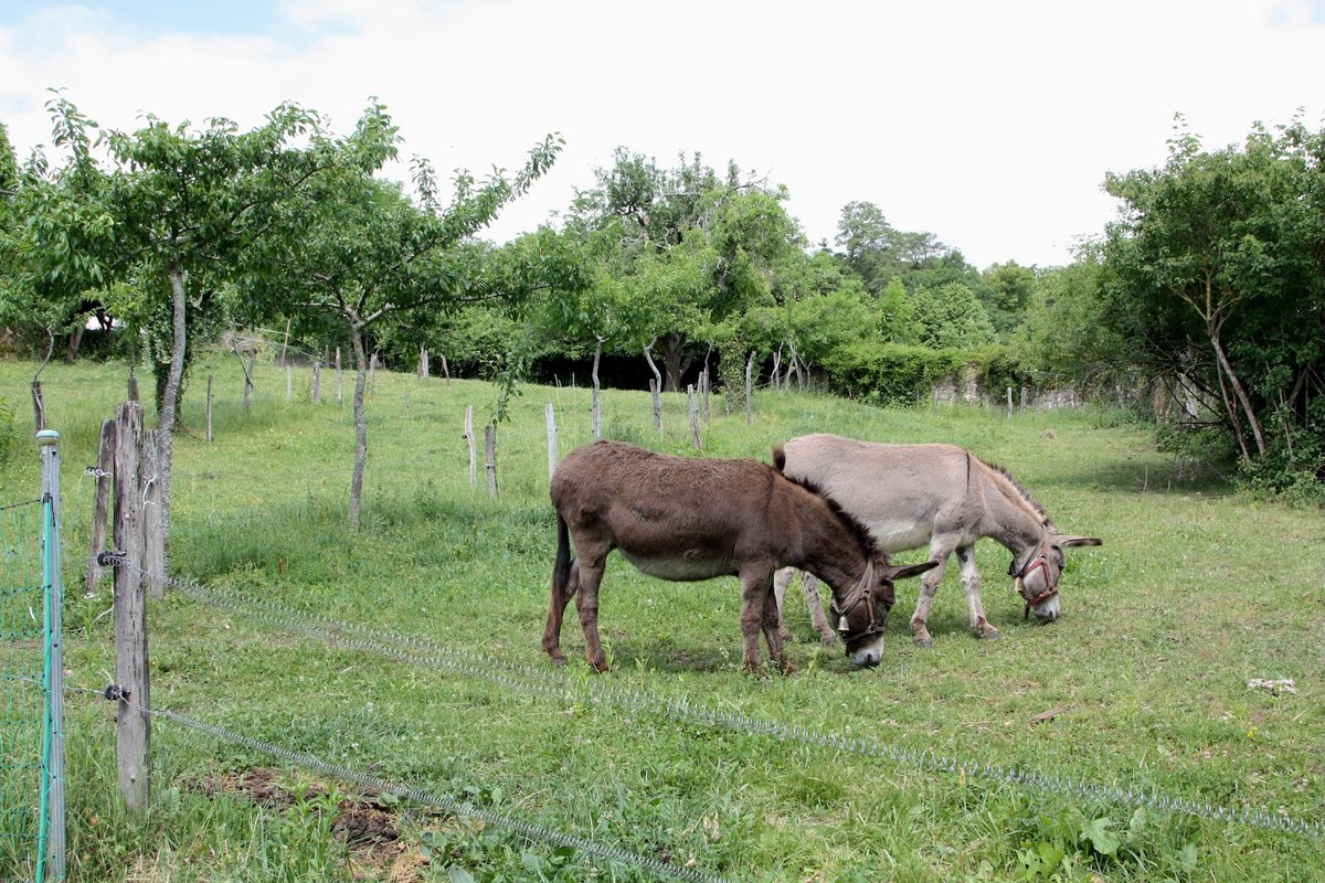 Reportage à la ferme de Trois Rods, dans le canton de Neuchâtel, avec un membre du service civil.