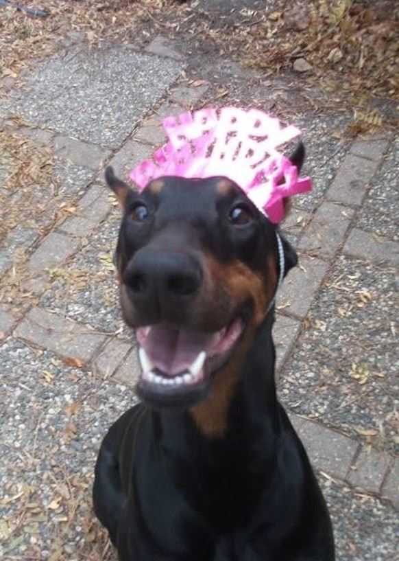 Dog.  https://imgur.com/t/aww/x13XAbm