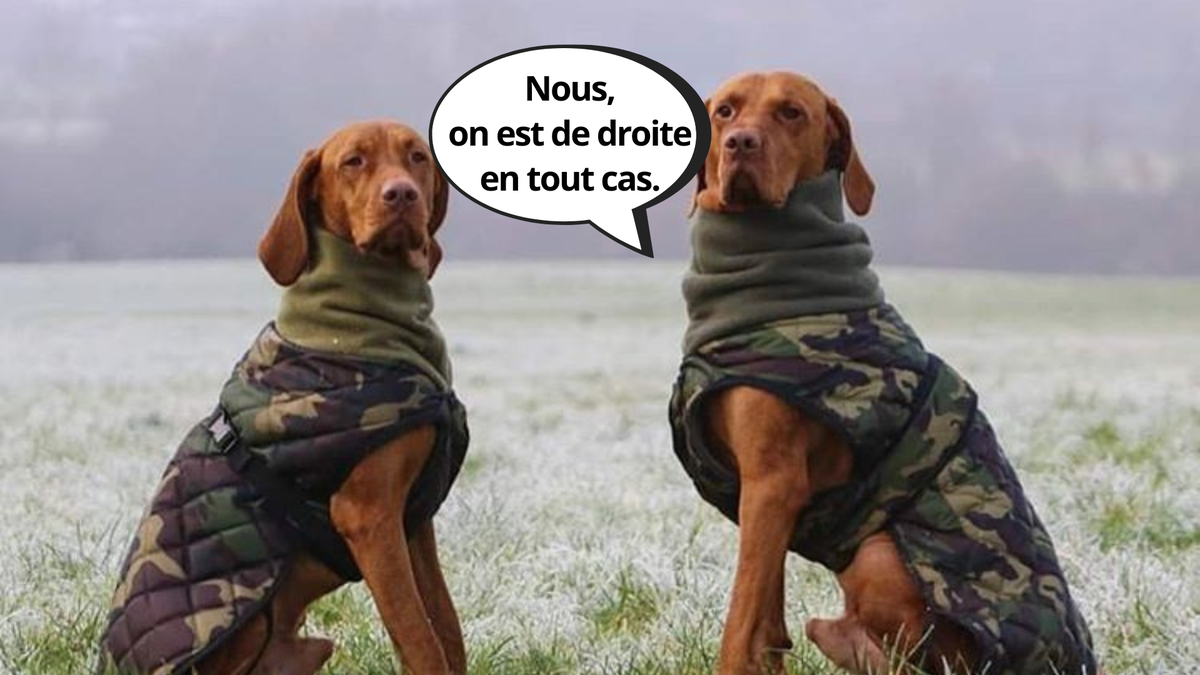 Les chiens, c'est de droite, selon cette intelligence artificielle.