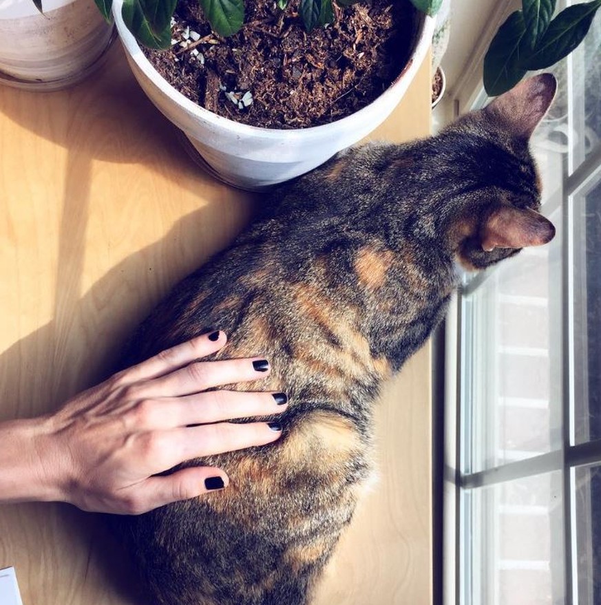 9
  Beweise, dass Katzen diese Welt zu einem besseren Ort machen