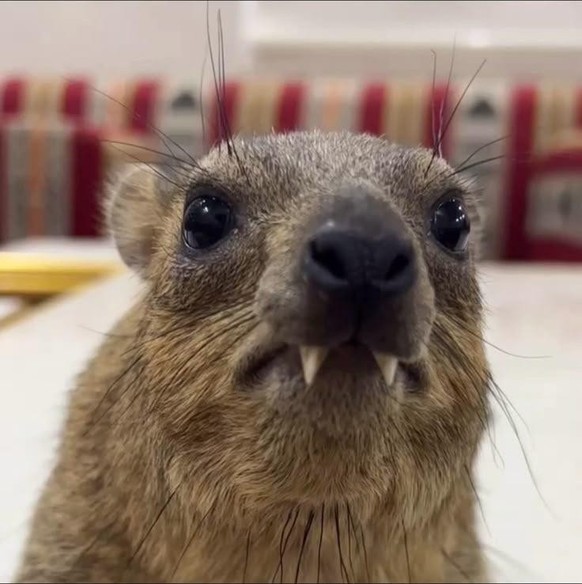 cute news tier hyrax

https://www.reddit.com/r/hyrax/comments/1k9fx28/whats_some_cute_facts_about_hyraxs/