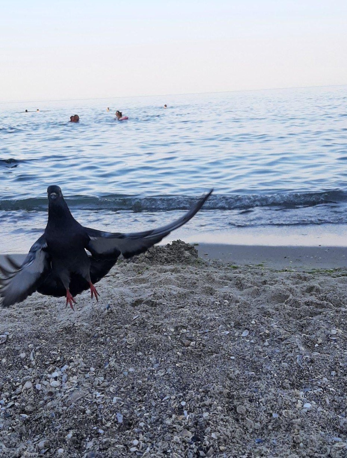 cute news tier vogel taube

https://www.reddit.com/r/FunnyAnimals/comments/1e59khj/he_clearly_wanted_to_get_into_the_frame/