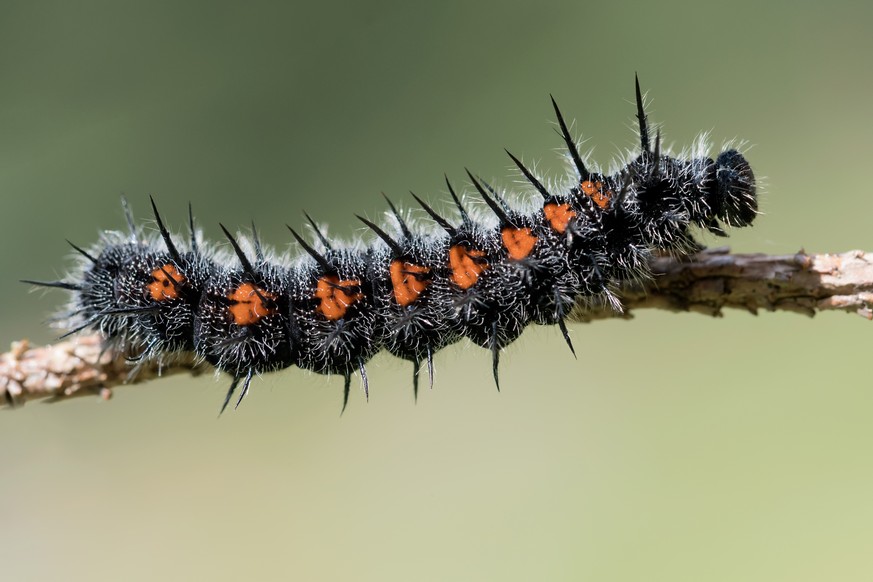 Trauermantel Schmetterling