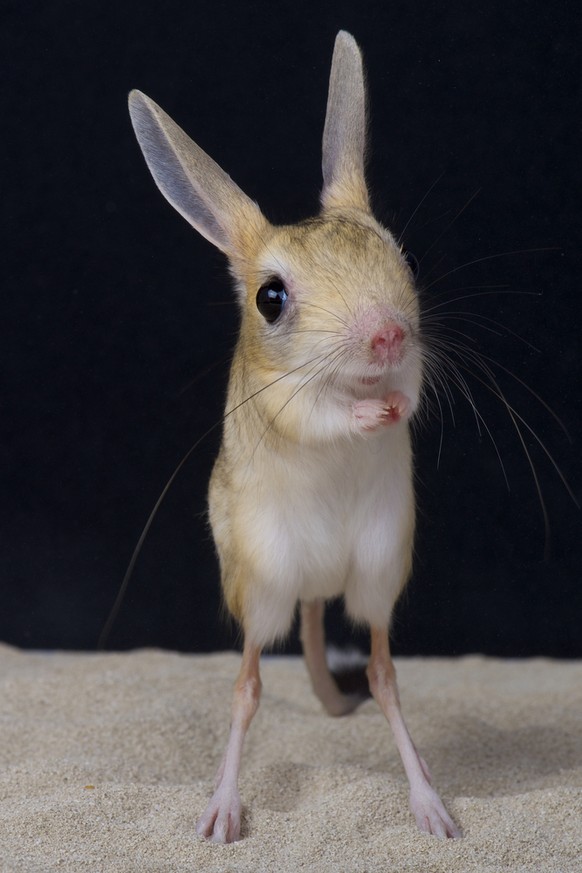 Springmaus/Jerboa