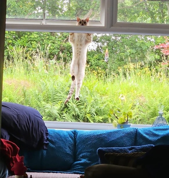 Katze an Fenster