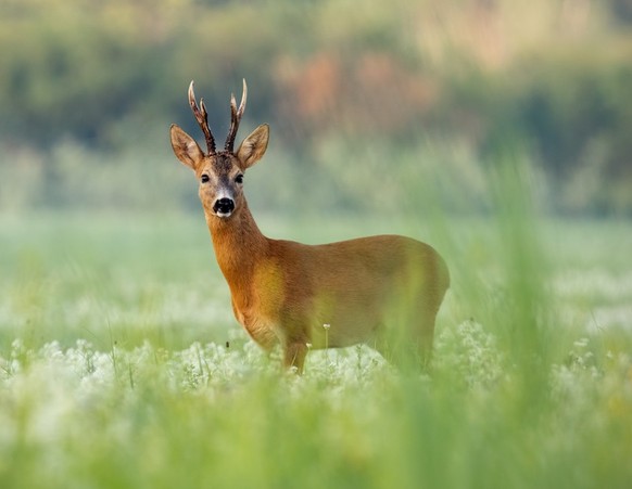 Ein Rehbock