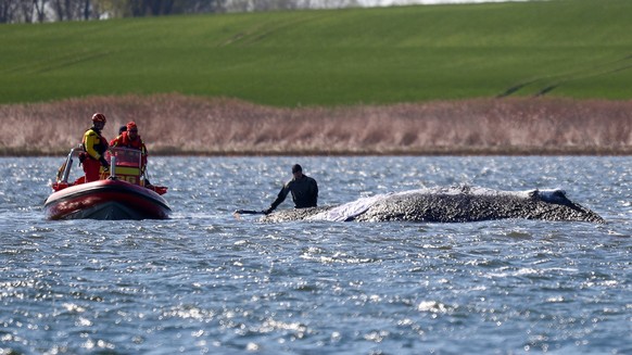 Wirtschaft, Walrettung Timmy 21.04.2026, Walrettung Timmy, v.l. Rettungsteam bei Timmy Hope Insel Poel Mecklenburg-Vorpommern Deutschland DEU *** Economy, Whale rescue Timmy 21 04 2026, Whale rescue T ...