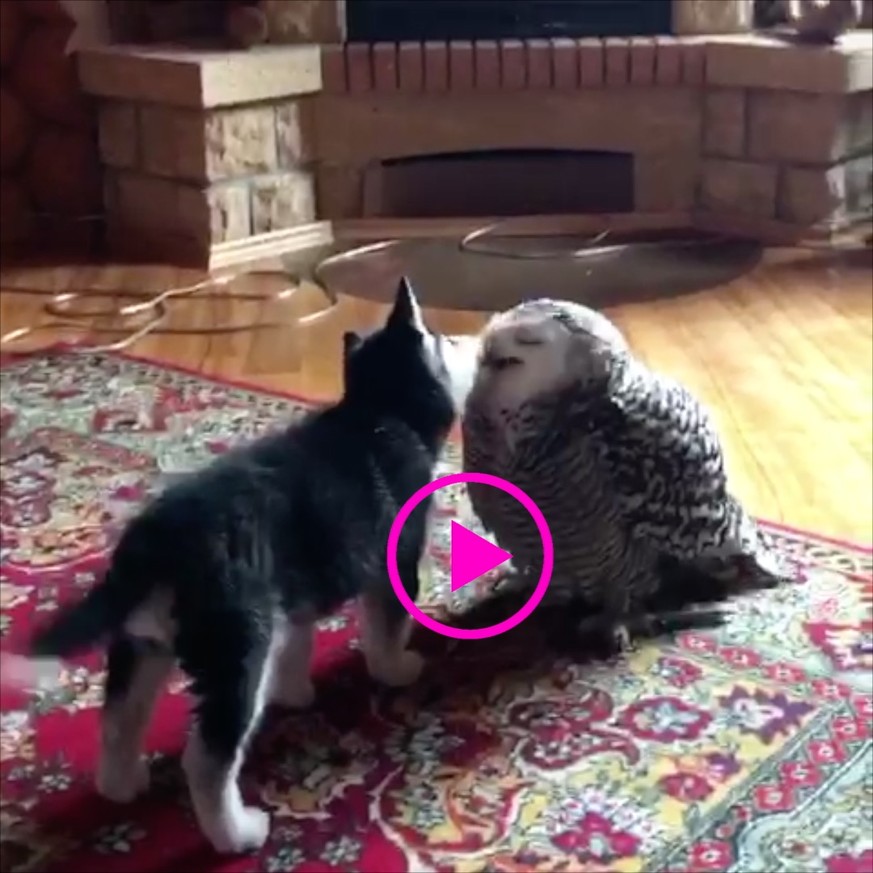 Ein Husky und eine Eule knutschen, danach wird es unangenehm