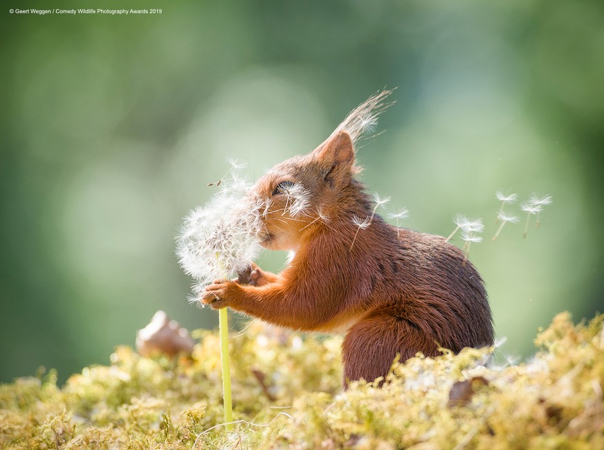 The Comedy Wildlife Photography Awards 2019
Geert Weggen
BispgÃ¥rden
Sweden
Phone: 0768492056
Email: geertweggen@yahoo.com
Title: squirrel wishes
Description: Red squirrel with dandelion seeds
Animal: ...