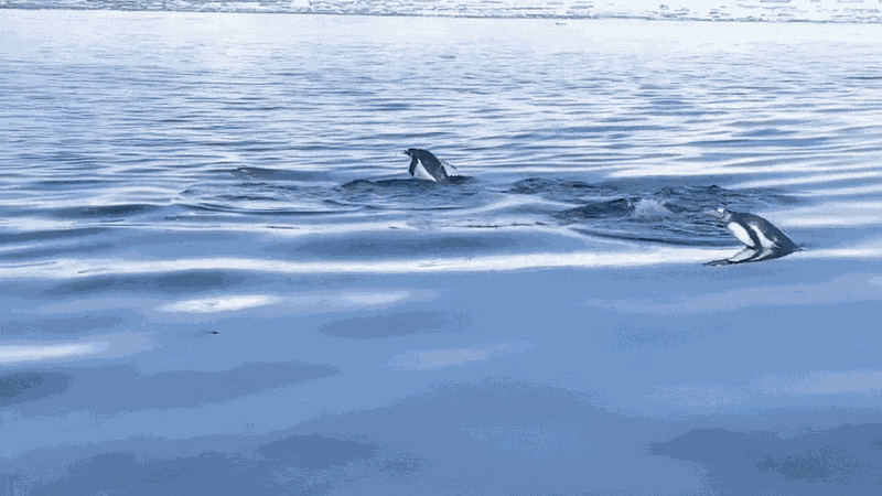 Animiertes GIF