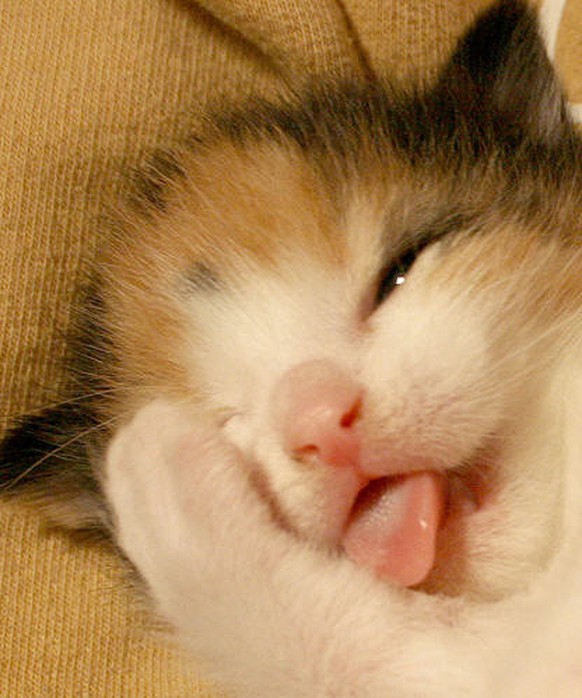 Katze lacht über eigene Dummheit
http://imgur.com/gallery/PcyPipT