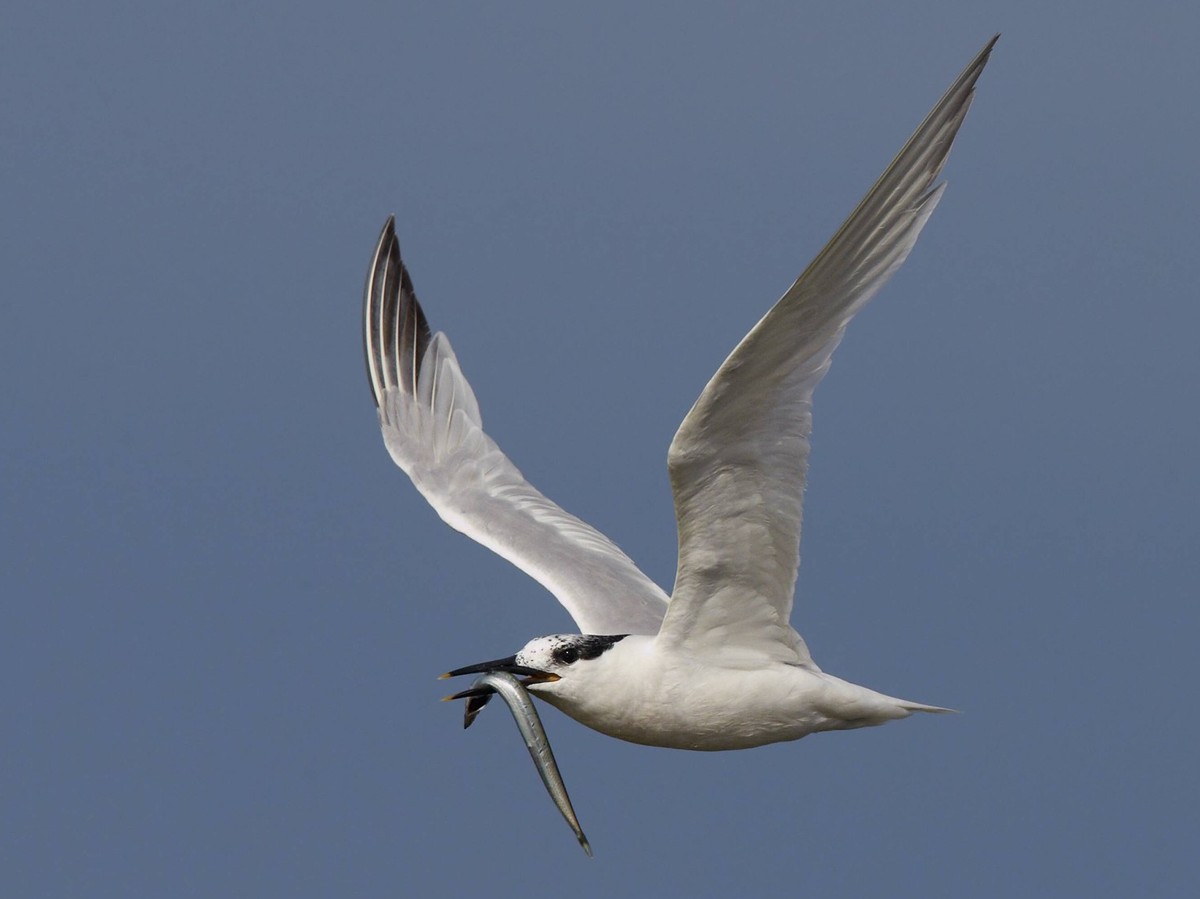 Sandwich Tern (Sterna sandvicensis) in flight with fish prey, Falsterbo Sweden August PUBLICATIONxINxGERxSUIxAUTxONLY 1412547 MarkusxVaresvuo

Sandwich Tern Sterna sandvicensis in Flight With Fish P ...