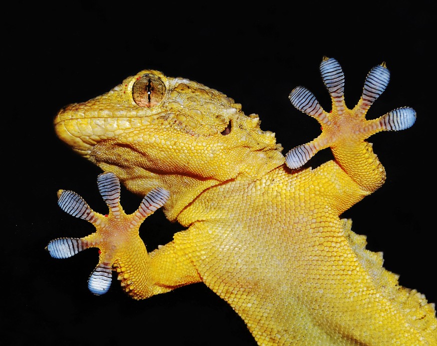 Kletterkünstler: Geckos sind die grössten Haftkletterer im Tierreich.