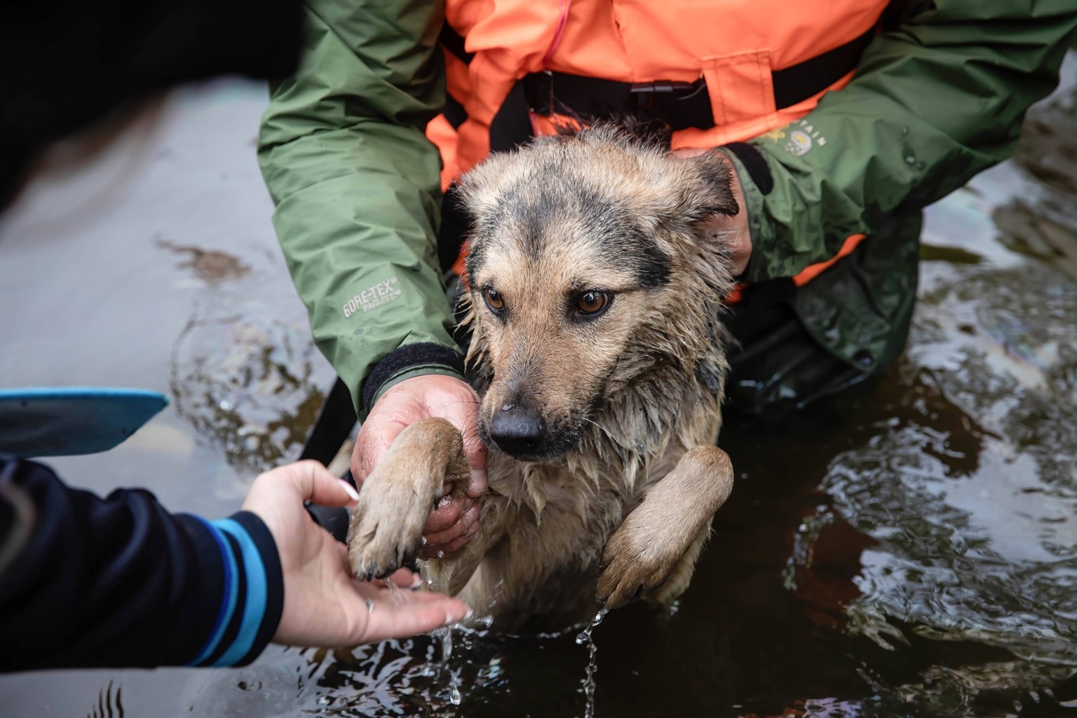 Consequences of the explosion Kakhovska hydroelectric plant by the Russian occupiers in Ukraine - 12 Jun 2023 A dog rescued from a flooded area. The explosion of the Kakhovska hydroelectric plant by t ...