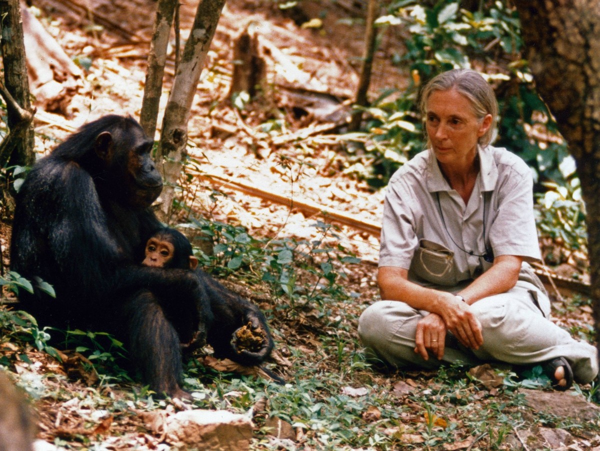 Die britische Verhaltensforscherin Jane Goodall bei ihren Schimpansen. British behaviour scientist Jane Goodall researching with chimpanzees. Copyright: IFTN UnitedArchives09660
