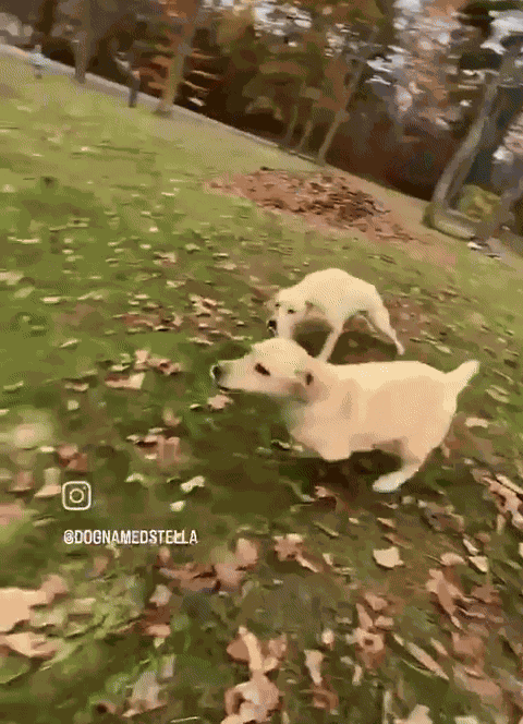 Animiertes GIF