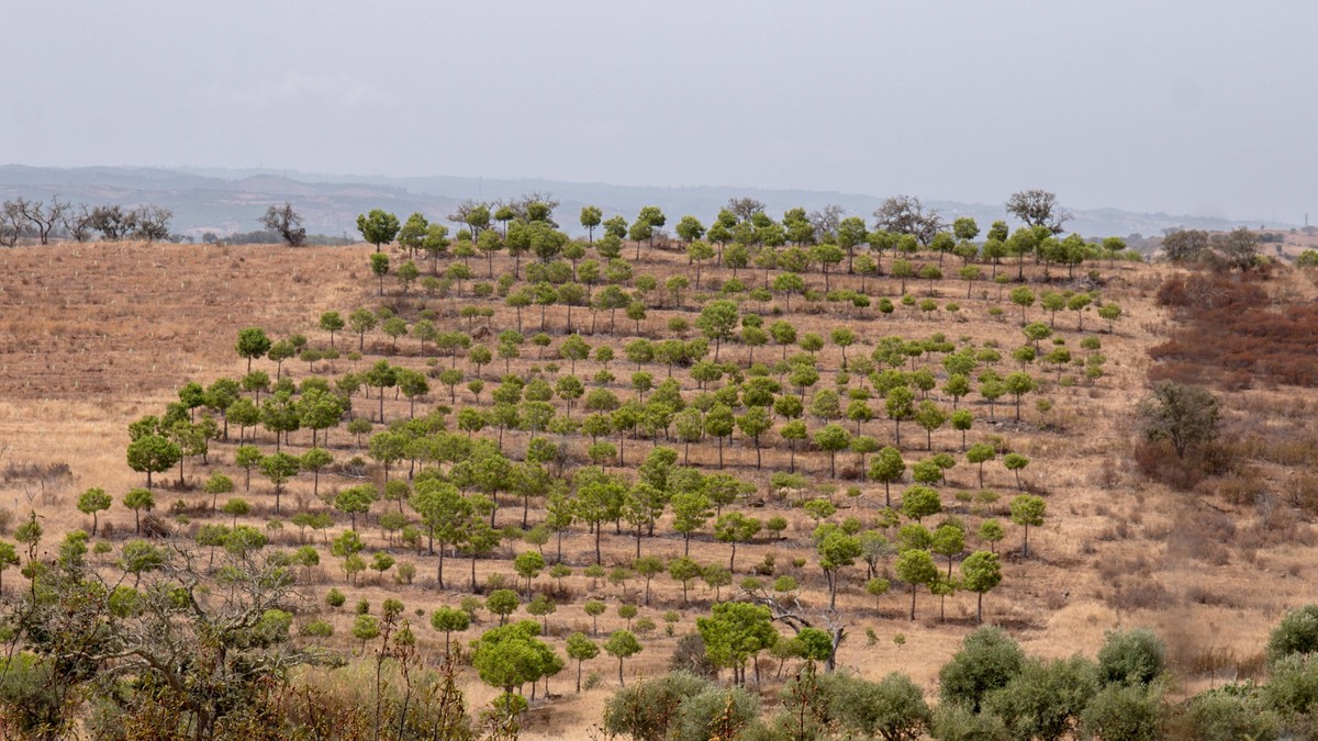 “Worst drought” in the Algarve: Portuguese government limits water supply Population decline is accelerating: more than two million fewer people in China