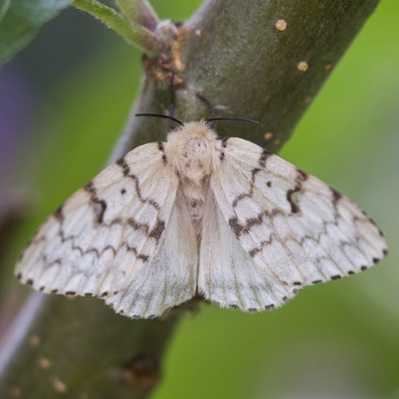 Schwammspinner, Schwamm-Spinner (Lymantria dispar), Weibchen , Deutschland, Bayern Gipsy moth (Lymantria dispar), female, Germany, Bavaria BLWS442814 Copyright: xblickwinkel/R.xSturmx

Spinner spong ...
