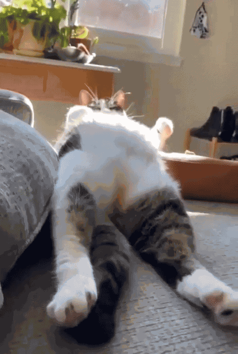 Animiertes GIF