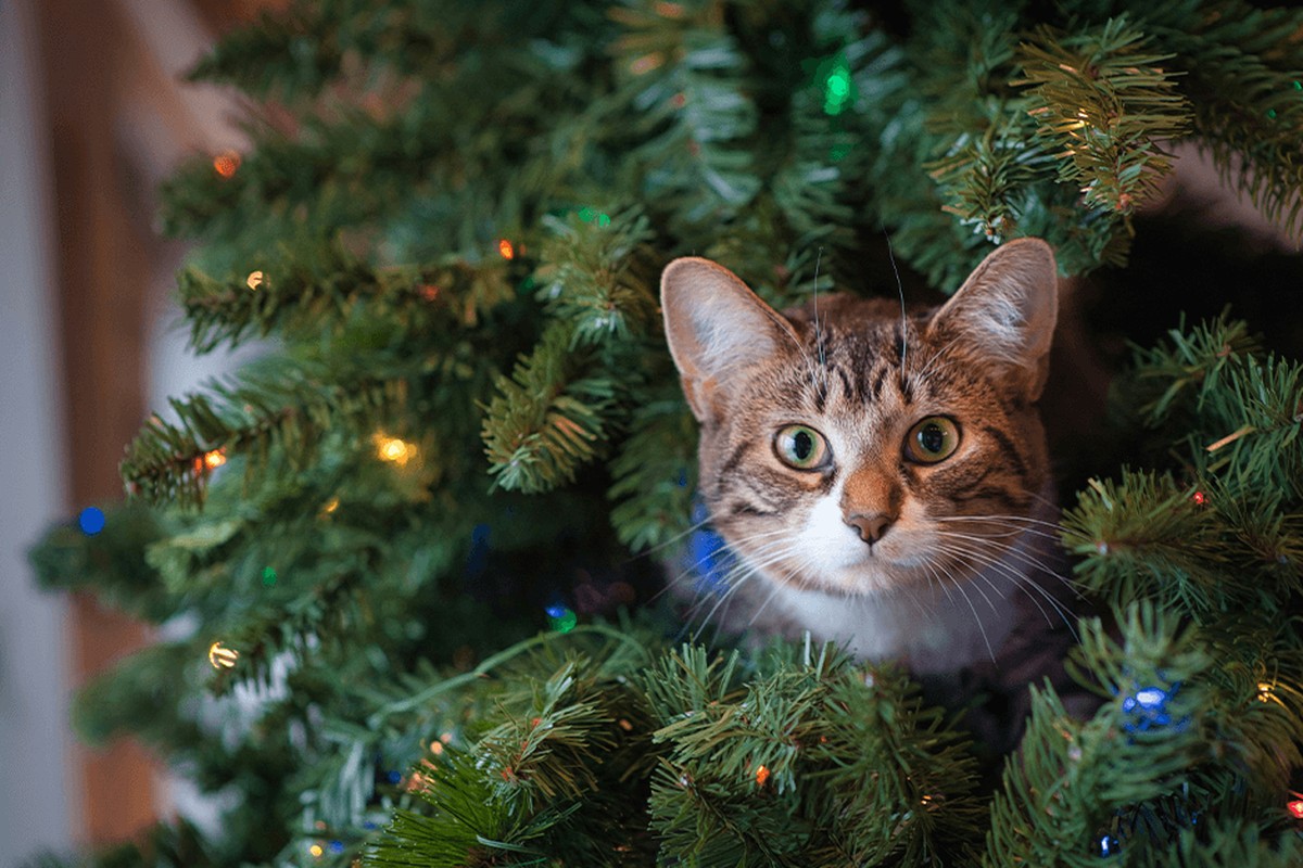 Un chat dans un sapin de Noël