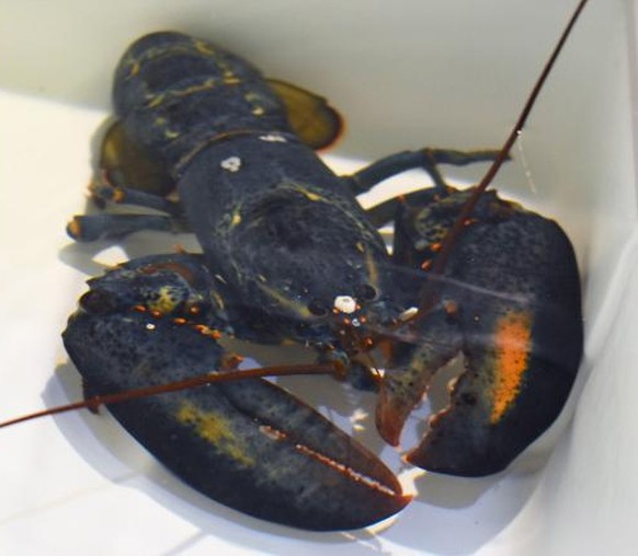 Das ist Clawde, der Hummer.