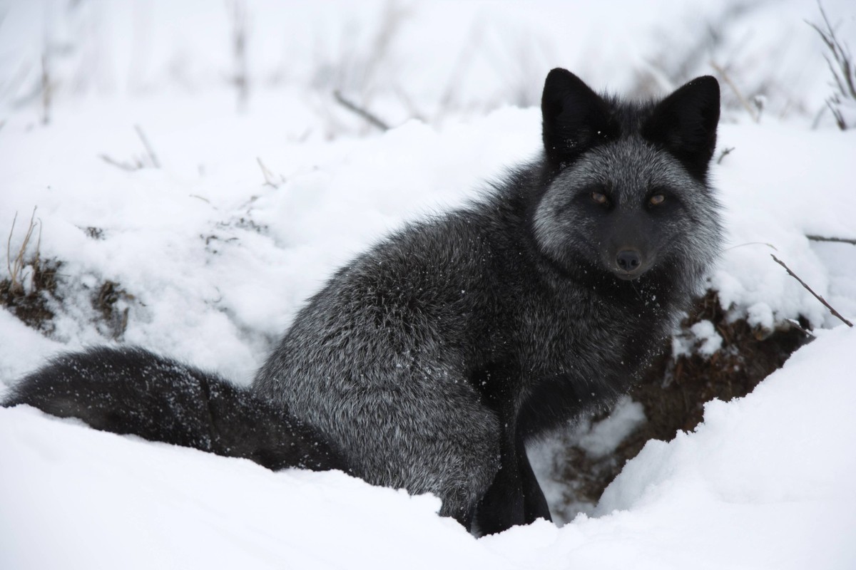 Silverfox (red fox) (Vulpes vulpes), Churchill, Hudson Bay, Manitoba, Canada, North America PUBLICATIONxINxGERxSUIxAUTxONLY Copyright: ThorstenxMilse 748-692

Valedictorian Silverfox Red Fox Vulpes Vu ...