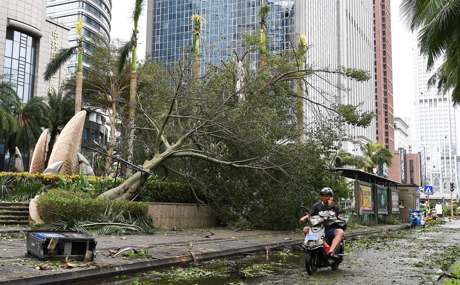 epa11590886 A scooter driver passes fallen tree on a street in Haikou, south China&#039;s Hainan Province, 07 September 2024. Super Typhoon Yagi pounded south China&#039;s island province of Hainan wi ...