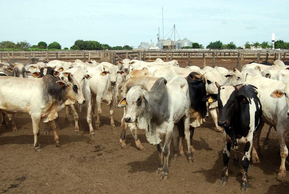 Eine Rinderfarm in Brasilien: Die Fleischproduktion trägt massgeblich zum Klimawandel bei.