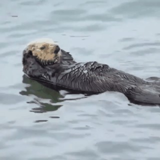 Animiertes GIF