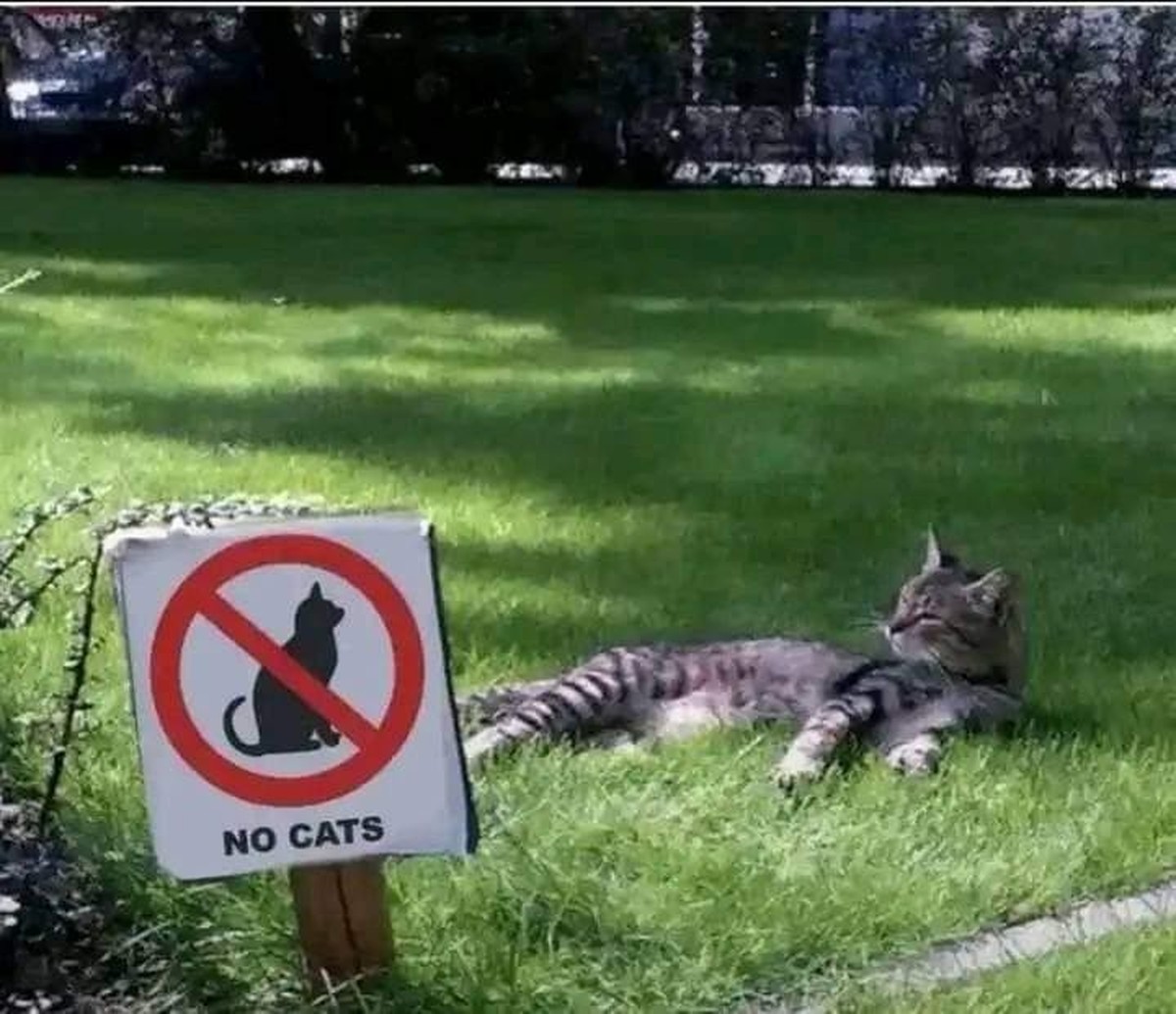 cute news tier katze liegt auf rasen

https://www.reddit.com/r/FunnyAnimals/comments/1cbqocd/the_best_place_for_cats_to_sleep_is_often_where/