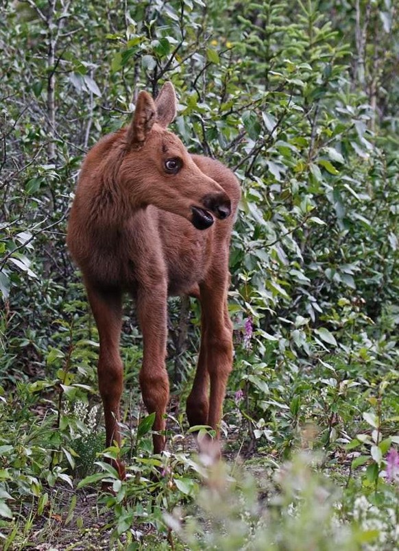 cute news animal tier moose elch

https://www.reddit.com/r/AnimalPorn/comments/r60k6q/a_baby_moose_poses_for_the_camera_on_yellowstone/
