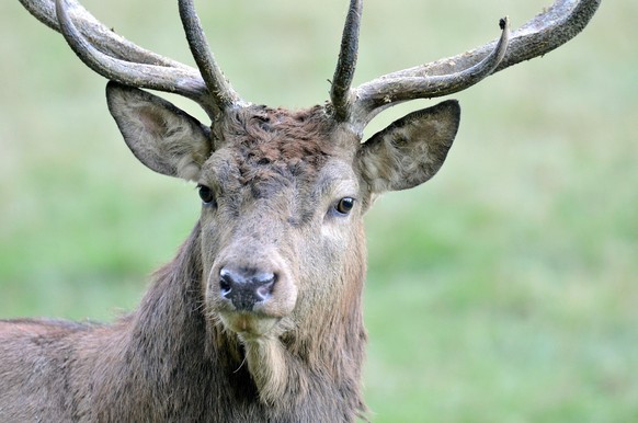 Rauszeit Tierbeobachtungen Hirsch Champery