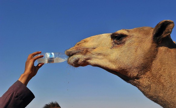 Gleich das nächste tierische Aufeinandertreffen: Dieses Mal trägt die Schuld ein Kamel. Der deutsche&nbsp;Franz Michelberger wurde von dem Wüstenfreund im Trainingslager in Israel in den Mannschaftsbu ...