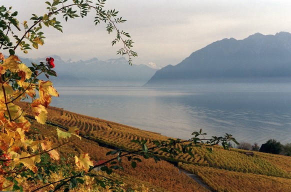 ZUR MELDUNG, DASS DAS WINZERFEST IN VEVEY ZUM IMMATERIELLEN KULTURERBE DER UNESCO ERNANNT WURDE, STELLEN WIR IHNEN AM DONNERSTAG, 1. DEZEMBER 2016, FOLGENDES ARCHIVBILD ZUR VERFUEGUNG - Une vue du vig ...