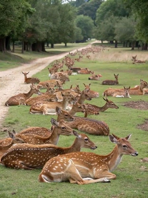 cute news tier rehe

https://ch.pinterest.com/pin/1618549864274398/