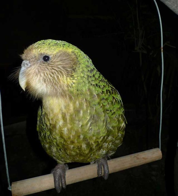 Kakapo