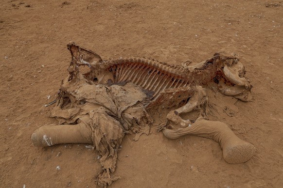 The carcass of an elephant suspected to have died from pesticide poisoning lies in the Kitenden village, on the outskirts of Amboseli National Park in Kajiado County, Kenya, Thursday, Aug. 6, 2026. (A ...