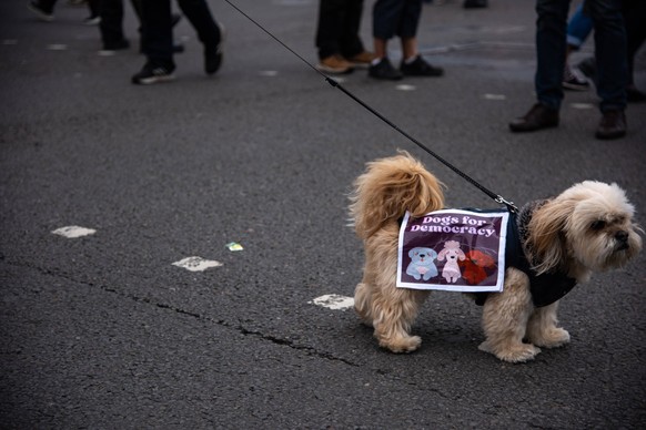 September 17, 2025, London, England, United Kingdom: A dog wears a placard during the Trump not welcome demonstration at Parliament Square. Around 50 protest groups were expected to gather together ma ...