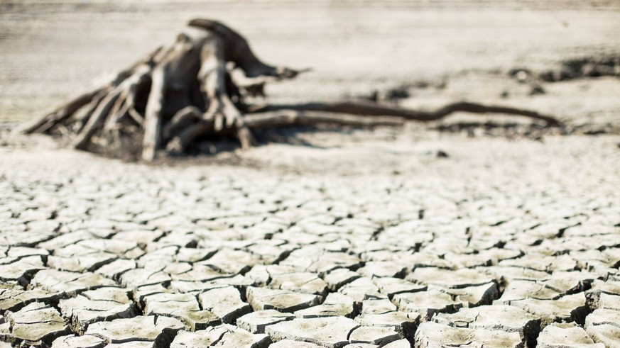 FRANCE - DROUGHT, HEAT WAVE AND AGRICULTURE IN DANGER : A CONSEQUENCE OF GLOBAL WARMING The water deficit is major. The level of the Villerest dam on the Loire is at its lowest. Cracked earth. SAINT-P ...