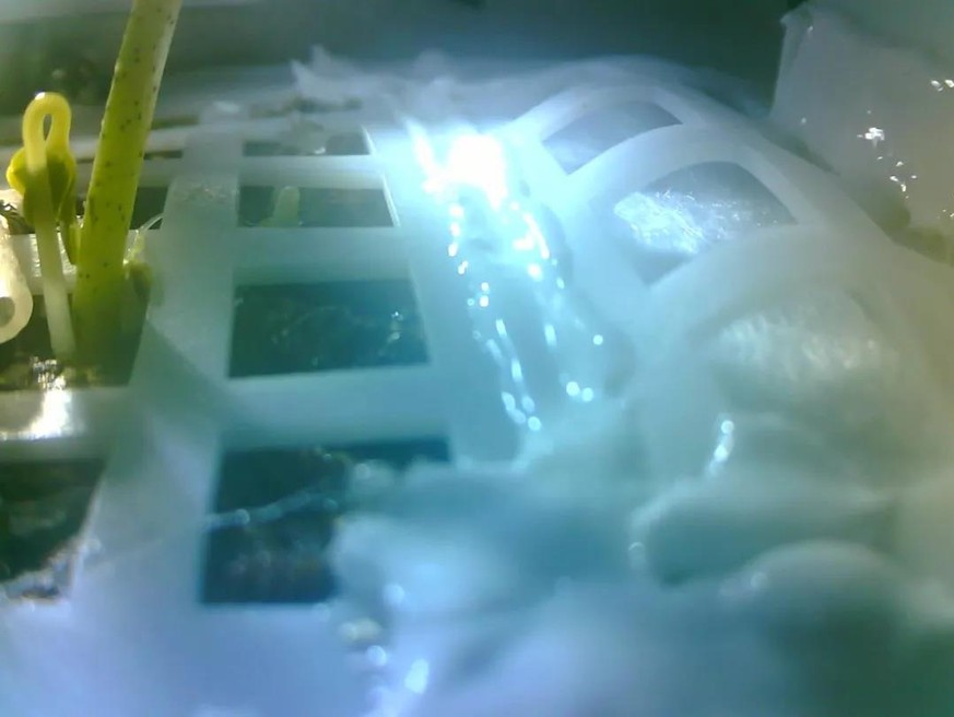 Chinas Bio-Experiment trägt Früchte: Auf dem Mond wächst ein kleines Pflänzchen