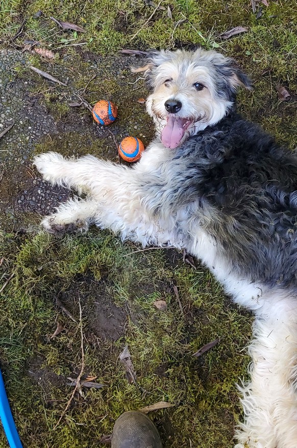 cute news tier hund

https://imgur.com/gallery/daily-gracie-day-17-2026-02-24-vAlqxev#/t/aww